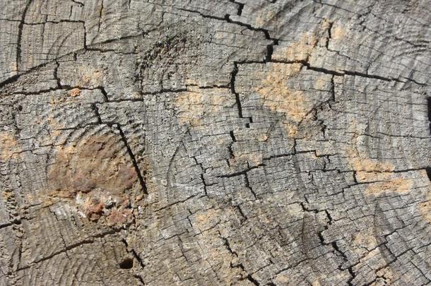 树干锋利的,木制的表面背景
