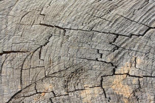 树干锋利的,木制的表面背景