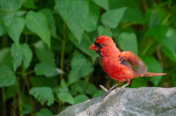 一红色的鸟关于向飞从落下一岩石