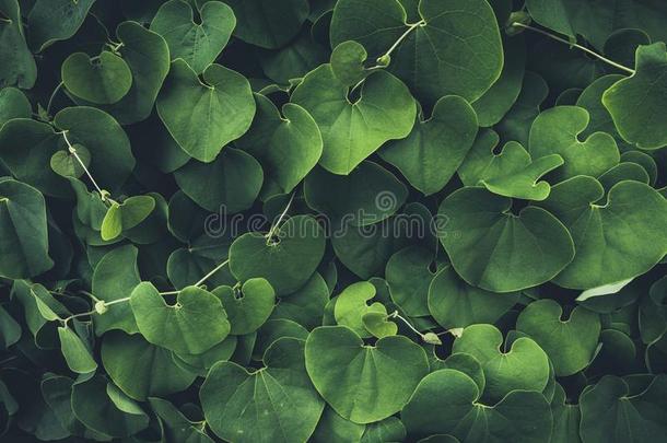 葱翠的绿色的心-合适的树叶.