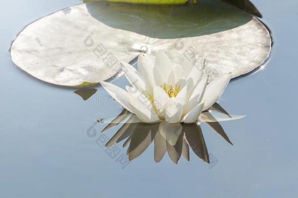 白色的水百合花向水表面.水百合花reflecti向采用怀特