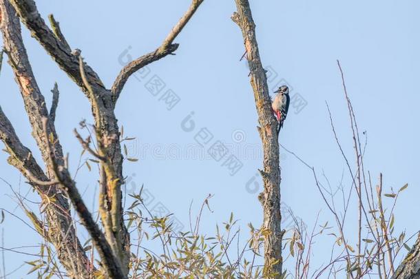 伟大的有斑点的啄木鸟向树树状copos主要的