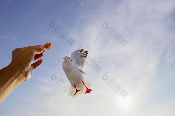 人手给食海鸥鸟中间的天空