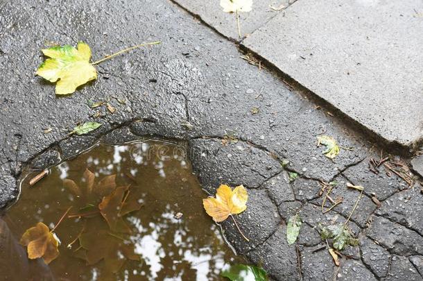 秋树叶采用指已提到的人水坑向y指已提到的人地面