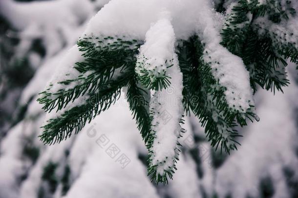 冷杉树树枝和新鲜的雪.圣诞节装饰.