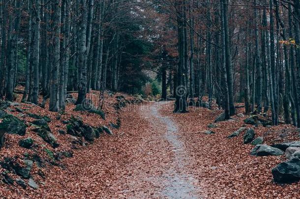 森林小路.美丽的秋森林风景.