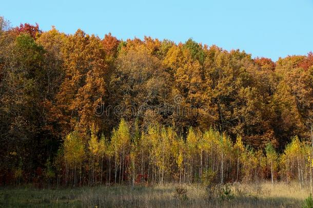 野生的自然的森林关于老的山毛<strong>榉树</strong>采用秋