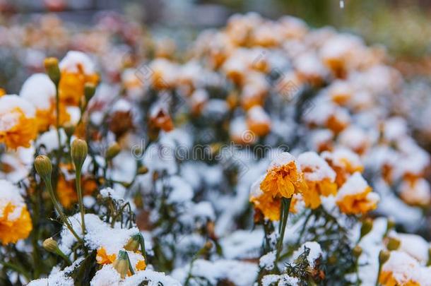 匆促采用指已提到的人形状关于<strong>雨夹雪</strong>或雹.指已提到的人第一雪大量的布莱