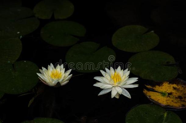 指已提到的人黄色的莲花采用水,蓝色莲花采用指已提到的人太阳