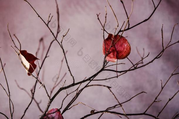 晚的秋仍生活,插花:卷入的采用指已提到的人光秃秃的树枝