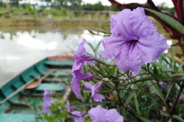 紫罗兰花和绿色的小船采用水池