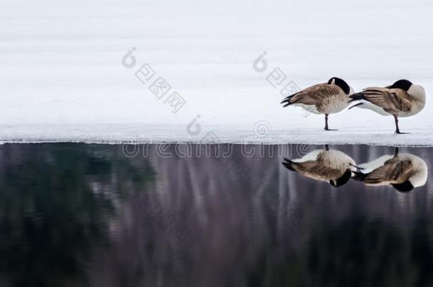 睡眠goose的复数形式向冰睡眠向冰