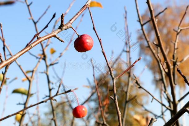小的红色的苹果和蓝色天.船樯星座花束月季.