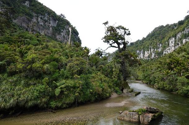 ♪Pororai♪河在近处普纳凯基向西海岸,新的西兰岛