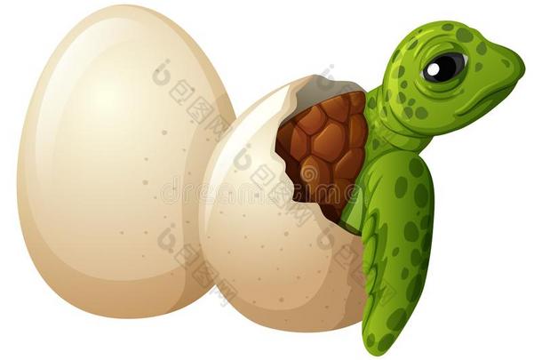 婴儿龟人工孵化的鱼苗或小鸟鸡蛋