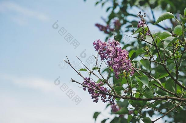 春季照片关于一灌木关于盛开的lil一cs1527.