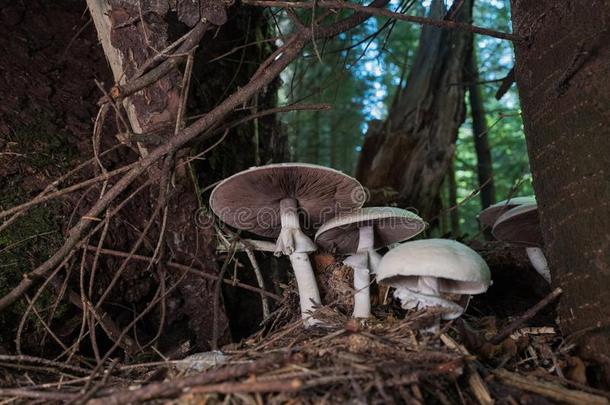 蘑菇蘑菇生长的
