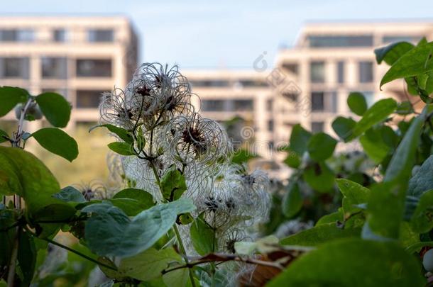 0523_普通的铁线莲-铁线莲<strong>生命力</strong>-和现代的住宅同样地