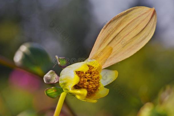 大丽花花和num.一花瓣断开的