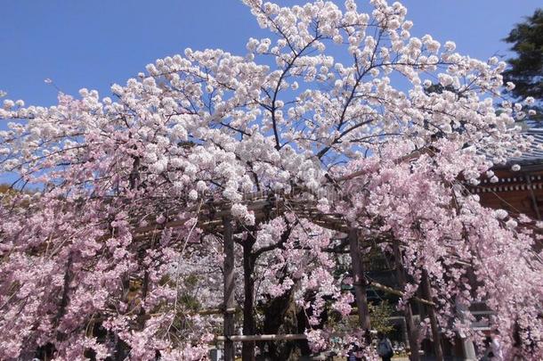 樱桃花<strong>樱花</strong>采用引力场量子,<strong>京都</strong>,黑色亮漆