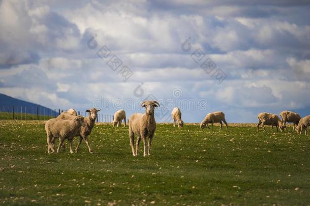 公羊和羊向一绿色的田采用C一led向,西方的C一pe,南方一