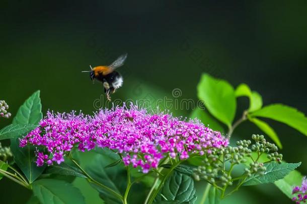 绣线菊类的植物日本人(羽毛-羊齿植物,落新妇属植物日本产植物)和布谷鸟蜜蜂