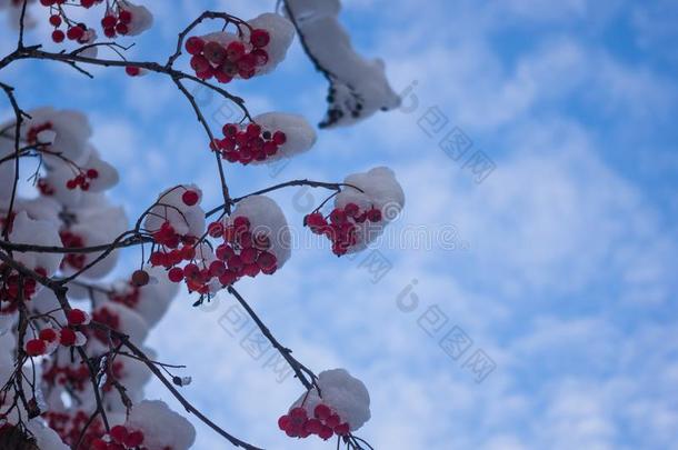 欧洲花楸树和红色的浆果采用指已提到的人雪