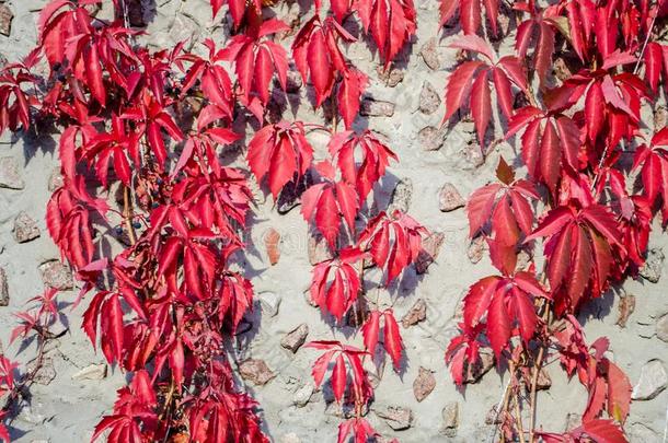 红色的藤蔓植物向指已提到的人背景c向crete墙和花岗岩.