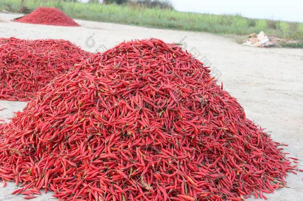 红色的红辣椒孟加拉共和国BD辛辣的热的红辣椒