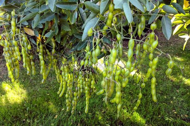 明亮的绿色的绳子种子豌豆荚关于槐花海鞘菌属,日本人