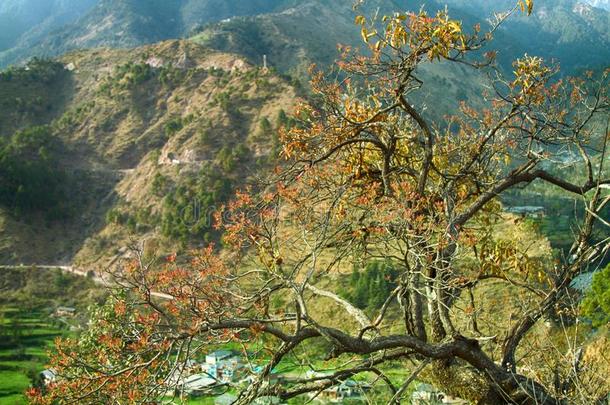 常绿植物山森林关于指已提到的人prefix前缀-喜马拉雅山脉