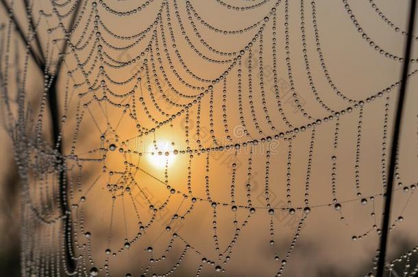 蜘蛛蜘蛛网和水珠在黎明
