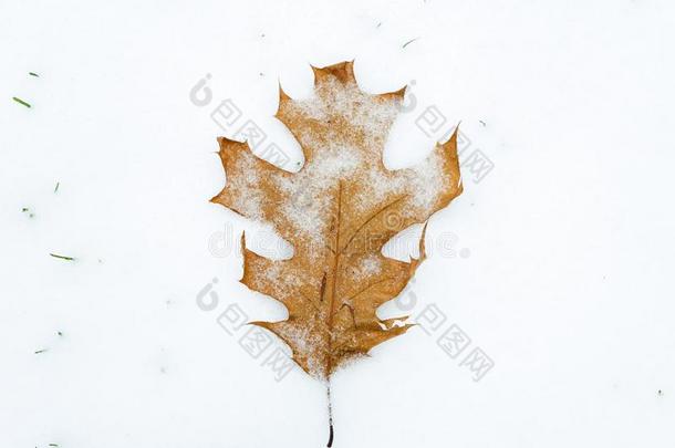 阵亡者栎树叶子大量的和熔化的雪向新近阵亡者雪