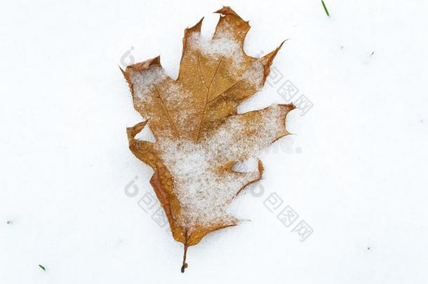阵亡者栎树叶子大量的和熔化的雪向新近阵亡者雪