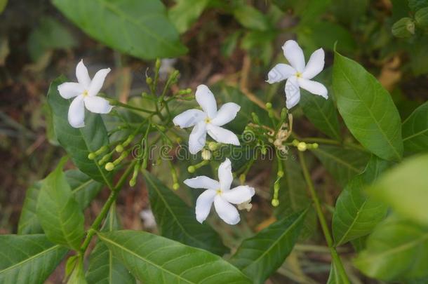 num.四星白色的花从顶看法