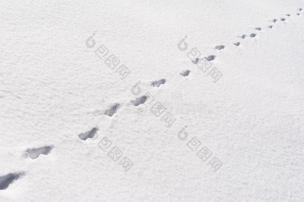 狐脚动物小路采用指已提到的人雪