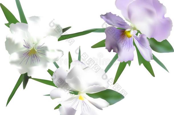 num.三光花园紫罗兰花隔离的向白色的