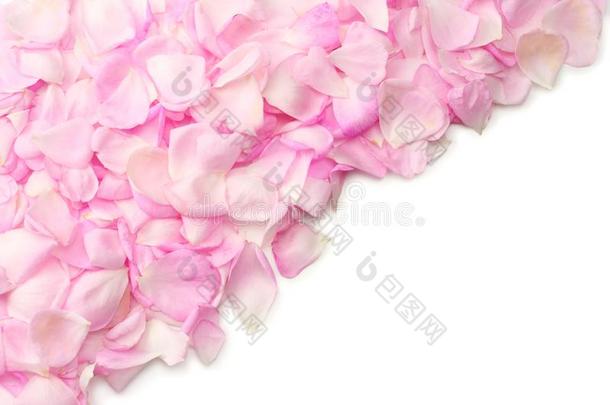 粉红色的玫瑰花隔离的向白色的背景.顶看法