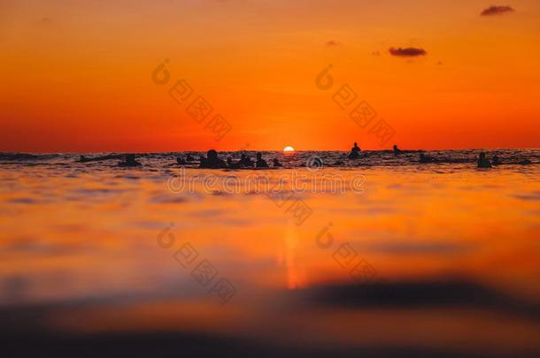 冲浪者向线条在上面在暖和的日落.冲浪运动采用洋