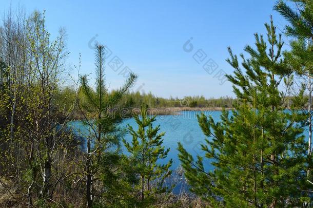 美丽的看法关于湖通过松树树.俄国的风景.
