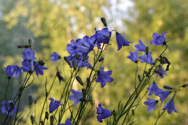 美丽的紫罗兰花关于bell花s向变模糊背景关于