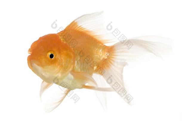 金鱼-鲫金黄色金黄色