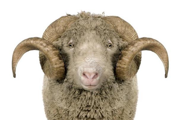 n.定金<strong>美</strong>利奴<strong>羊羊</strong>,公羊,5年老的