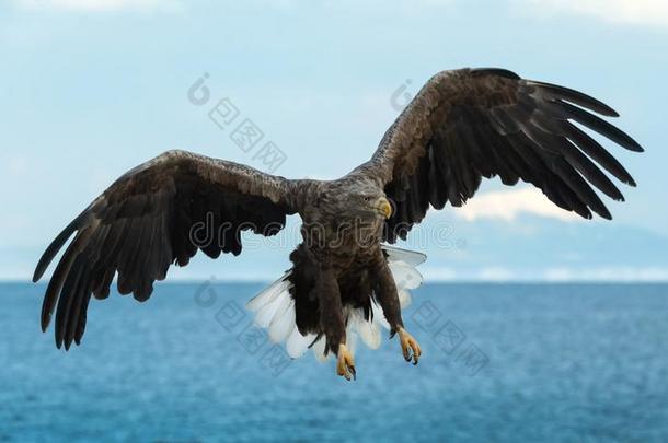 成熟的<strong>白</strong>色的有尾的鹰采用飞行.前面.蓝色天和洋波黑