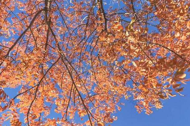 富有色彩的落下植物的叶子背景关于枫树树叶采用达拉斯,德萨牌手表