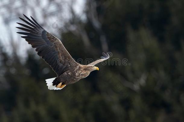 成熟的白色的有尾的鹰采用飞行.Mounta采用绿色的森林后面