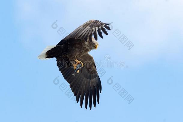 成熟的<strong>白</strong>色的-有尾的鹰和鱼采用飞行.蓝色天后座