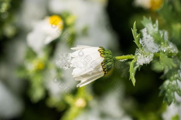 早的<strong>花钱</strong>指已提到的人春季在下面雪