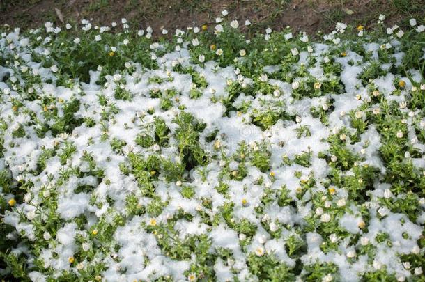 早的<strong>花钱</strong>指已提到的人春季在下面雪