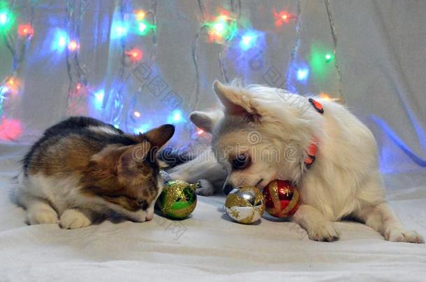 美丽的猫和奇瓦瓦狗狗和圣诞节杂乱